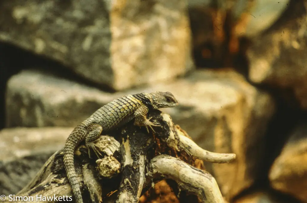 London zoo - 35mm slides from 1980 29 35mm colour slide pictures from London Zoo in the early 1980s - Lizzard