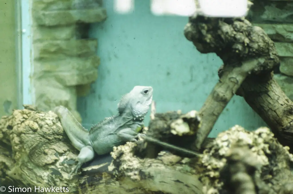 London zoo - 35mm slides from 1980 9 35mm colour slide pictures from London Zoo in the early 1980s - Lizzard