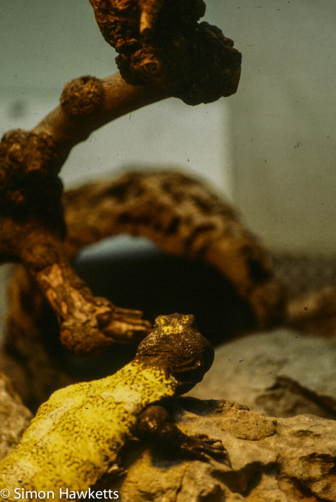 35mm colour slide pictures from London Zoo in the early 1980s - Lizzard