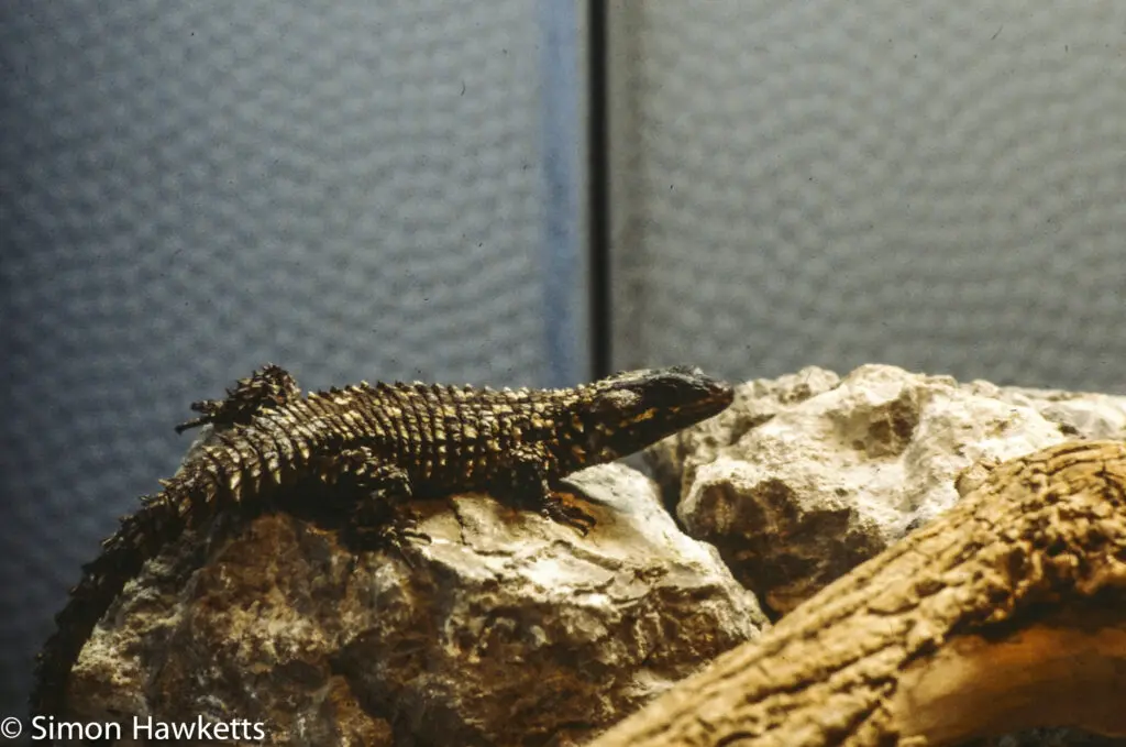 London zoo - 35mm slides from 1980 24 35mm colour slide pictures from London Zoo in the early 1980s - Lizzard