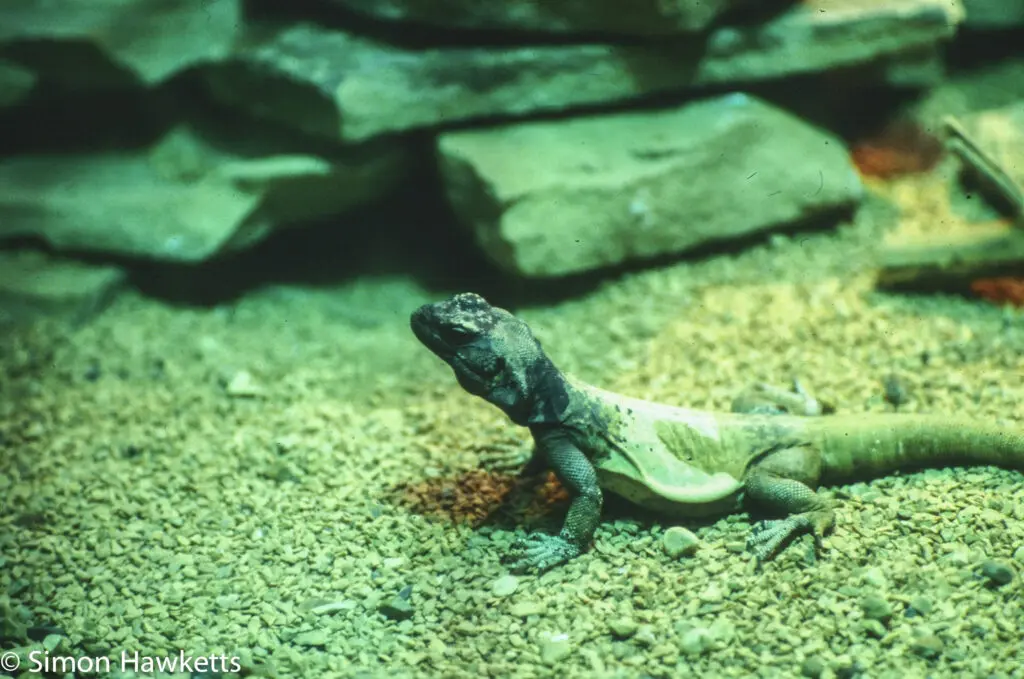 London zoo - 35mm slides from 1980 27 35mm colour slide pictures from London Zoo in the early 1980s - Lizzard