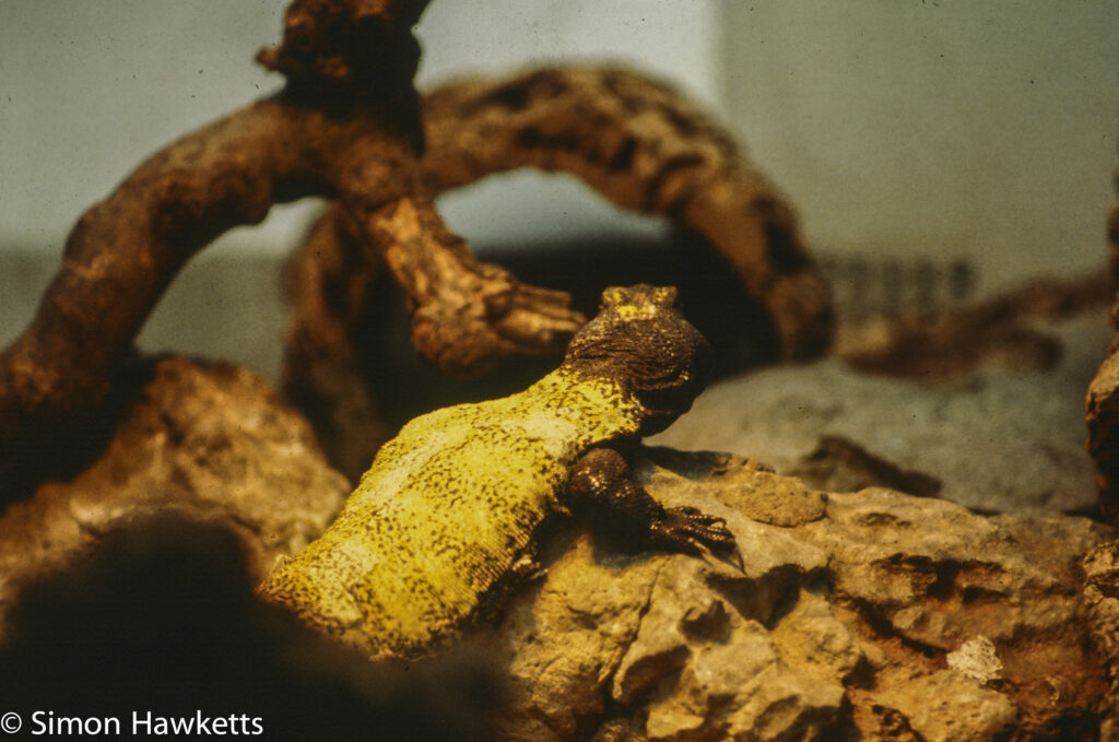 35mm colour slide pictures from London Zoo in the early 1980s - Lizzard