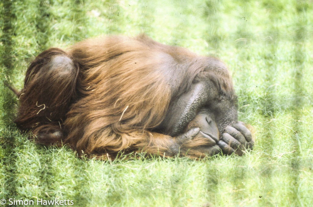35mm colour slide pictures from London Zoo in the early 1980s - Orangutan