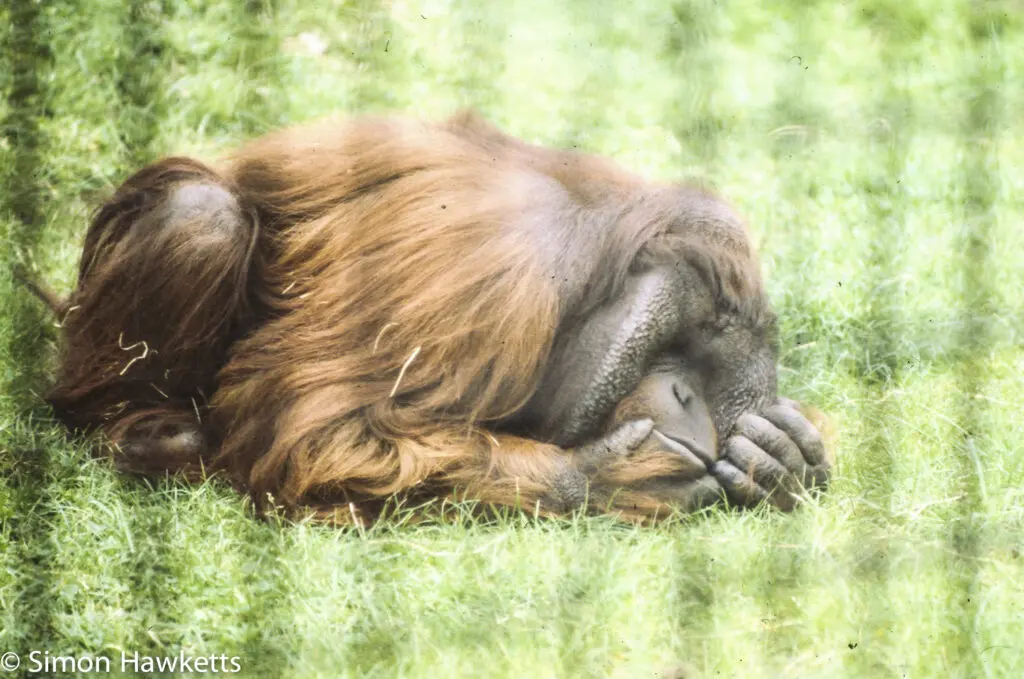 London zoo - 35mm slides from 1980 35 35mm colour slide pictures from London Zoo in the early 1980s - Orangutan