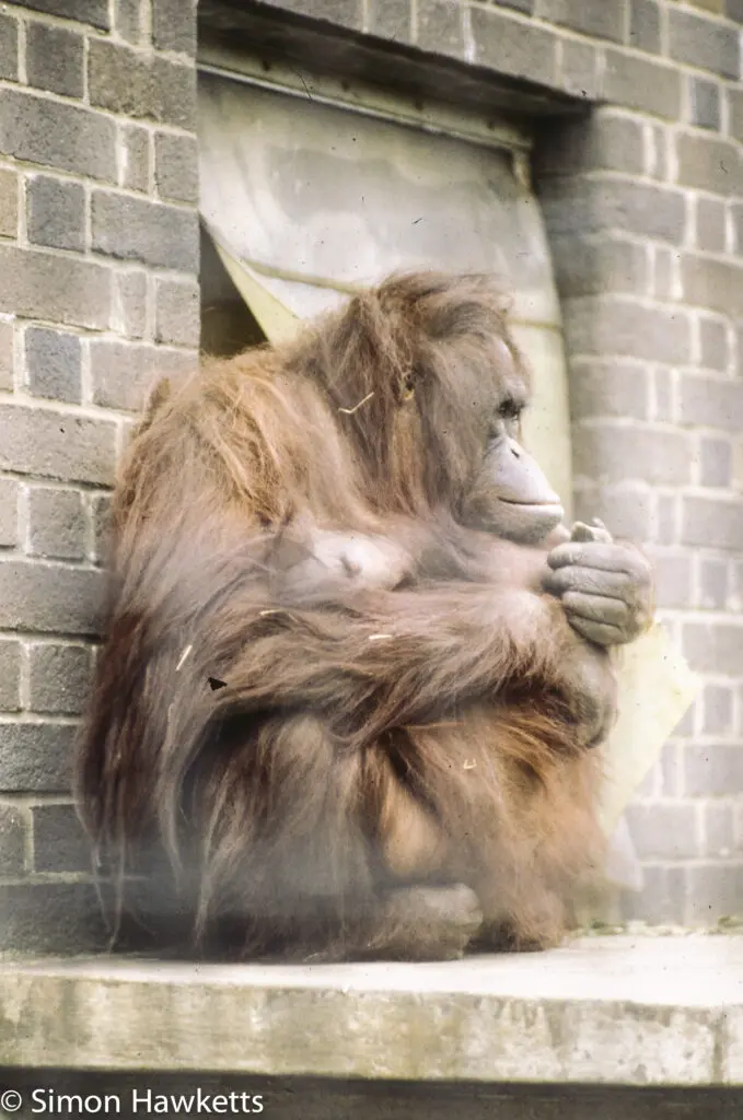 London zoo - 35mm slides from 1980 36 35mm colour slide pictures from London Zoo in the early 1980s - Orangutan