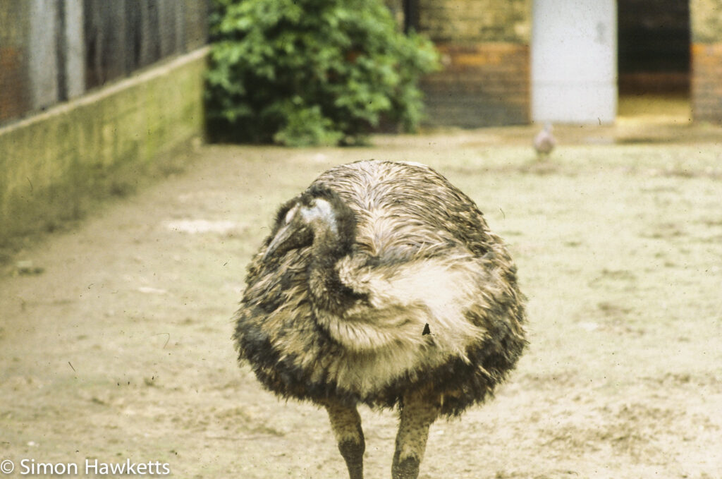 35mm colour slide pictures from London Zoo in the early 1980s - Ostrich