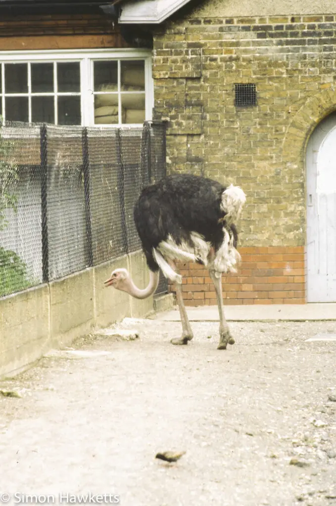 London zoo - 35mm slides from 1980 15 35mm colour slide pictures from London Zoo in the early 1980s - Ostrich