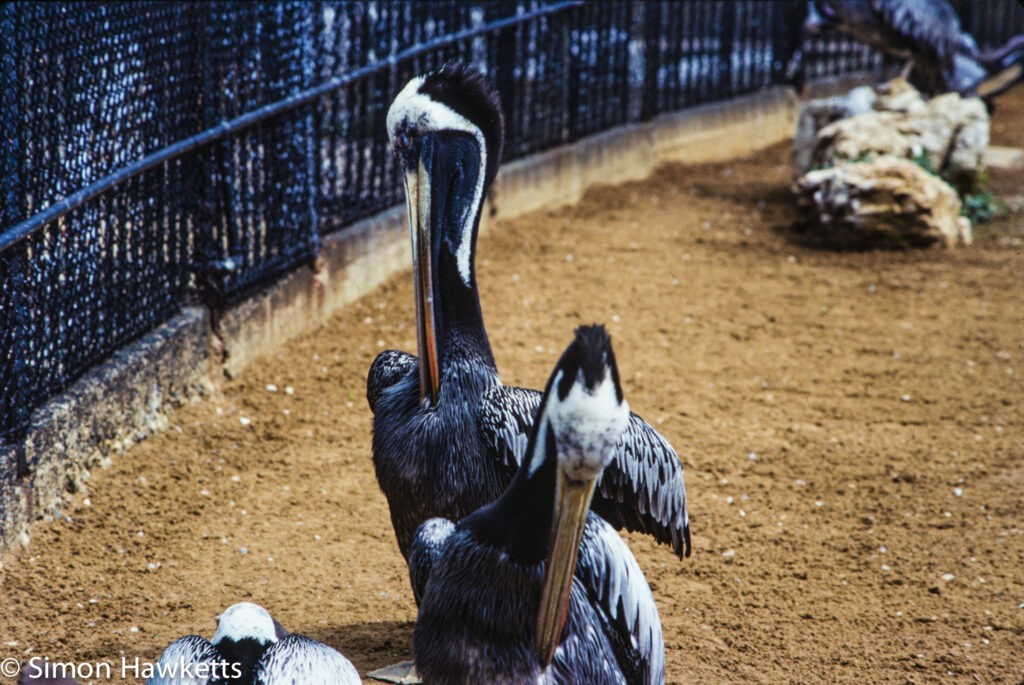 35mm colour slide pictures from london zoo in the early 1980s pelicans