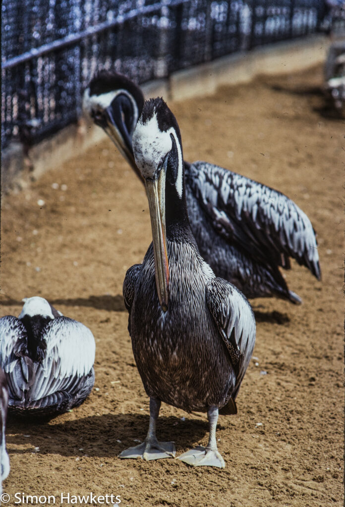 35mm colour slide pictures from london zoo in the early 1980s pelicans 2