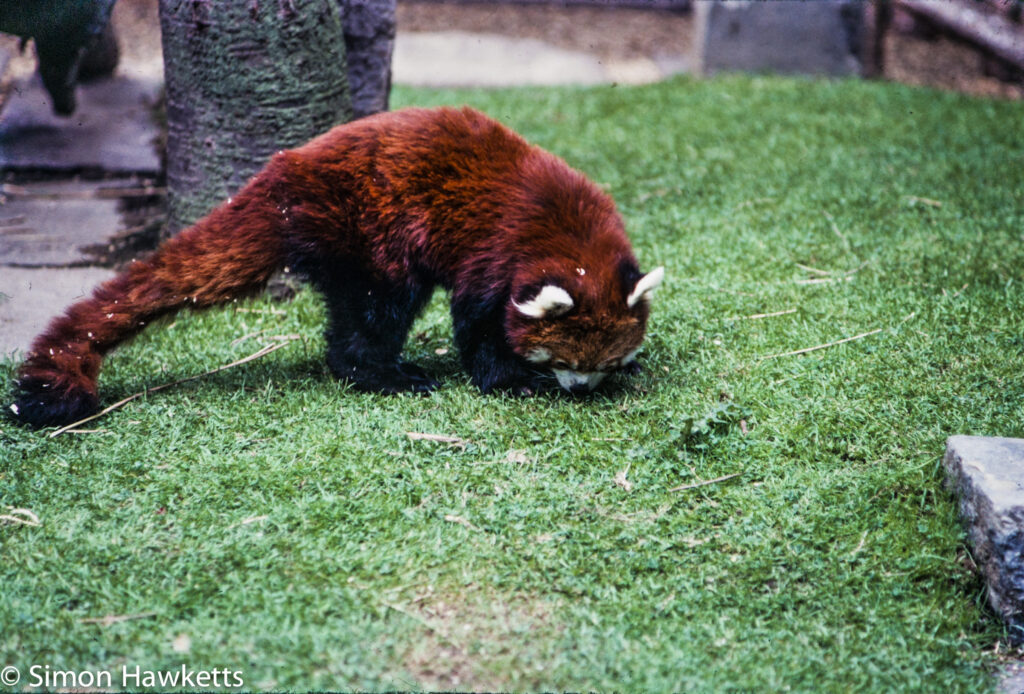 35mm colour slide pictures from london zoo in the early 1980s red panda