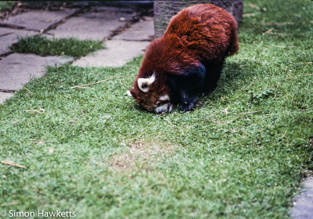 35mm colour slide pictures from london zoo in the early 1980s red panda 2