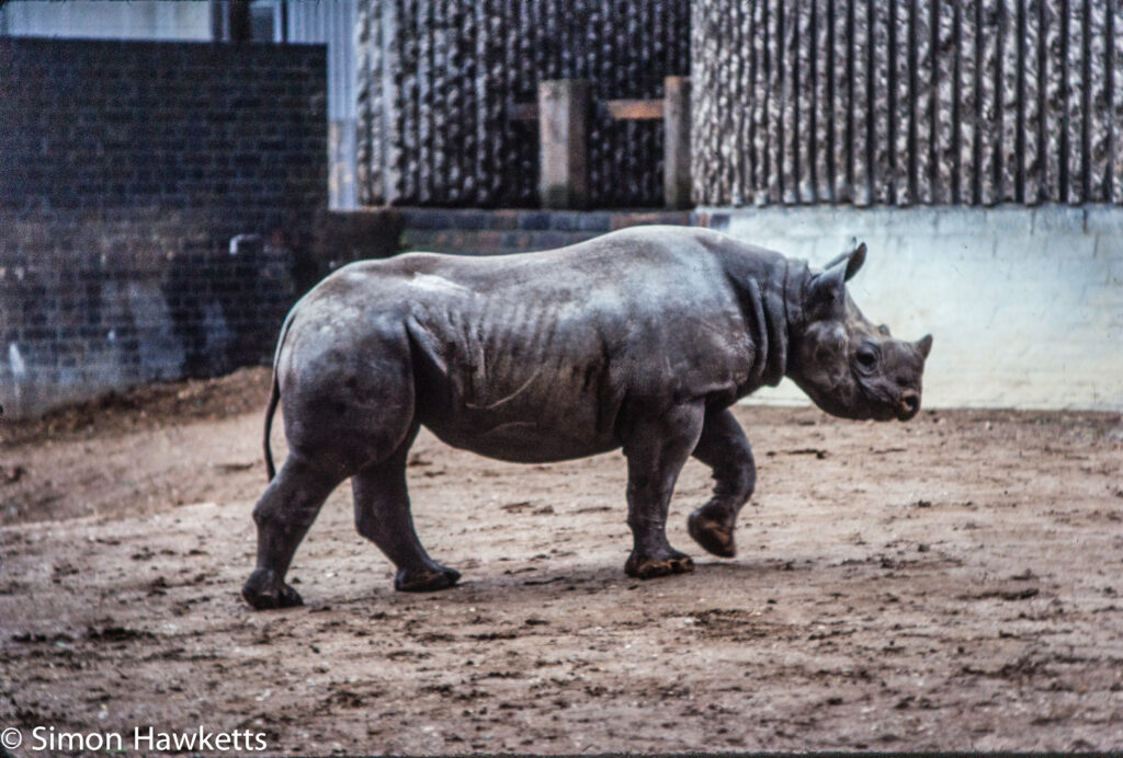 35mm colour slide pictures from london zoo in the early 1980s rhino