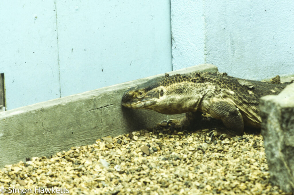 35mm colour slide pictures from London Zoo in the early 1980s - Some type of Lizard