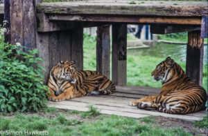 35mm colour slide pictures from London Zoo in the early 1980s - Tigers relaxing