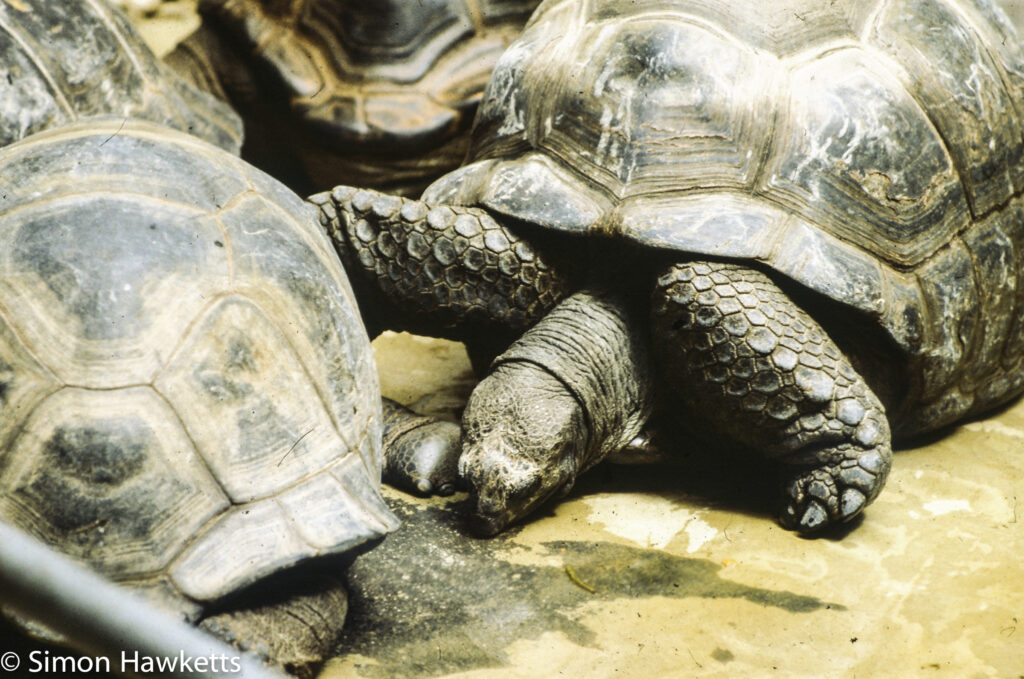 35mm colour slide pictures from London Zoo in the early 1980s - Tortoise