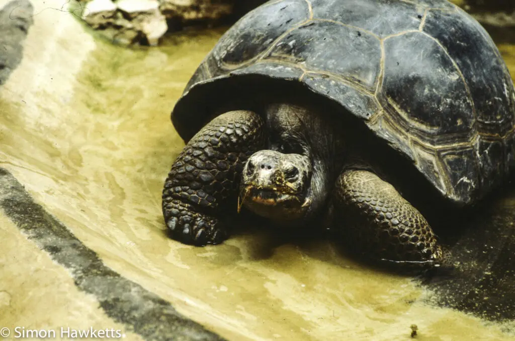 London zoo - 35mm slides from 1980 20 35mm colour slide pictures from London Zoo in the early 1980s - Tortoise