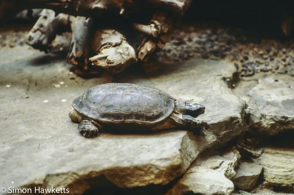 London zoo - 35mm slides from 1980 21 35mm colour slide pictures from London Zoo in the early 1980s - Tortoise
