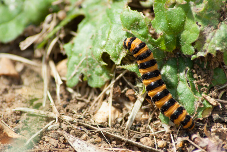 Cinnabar moth caterpillar