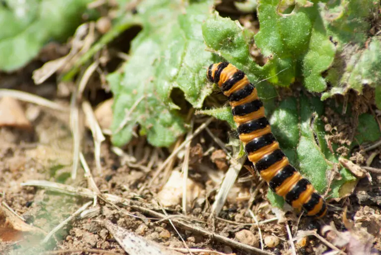 Cinnabar moth caterpillar 5 Cinnabar moth caterpillar