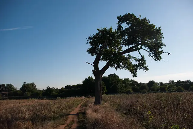 The crooked tree 2 4843884983 32e9820b4f z