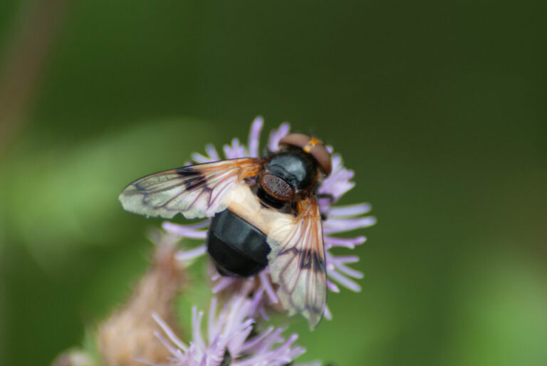 Large Black and White hover fly