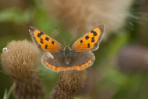 A Small copper butterfly