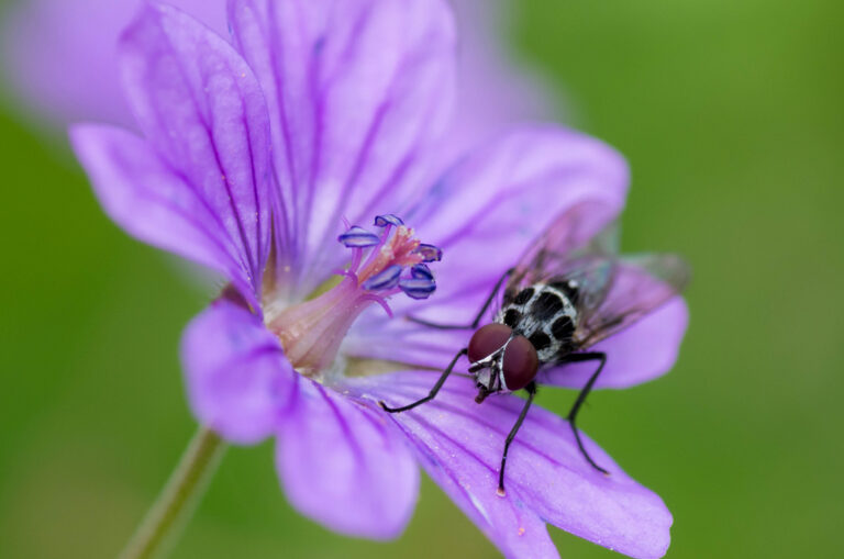 Black and White fly