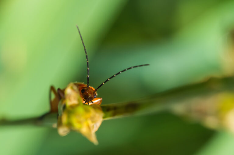 Macro Photography, A bite to eat