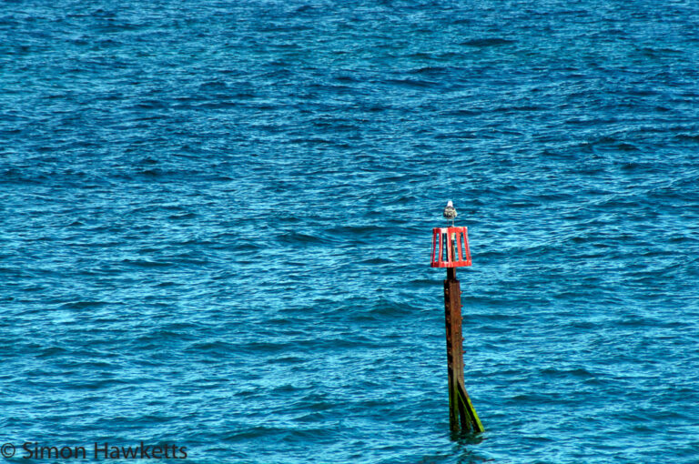 Lonely Seagull