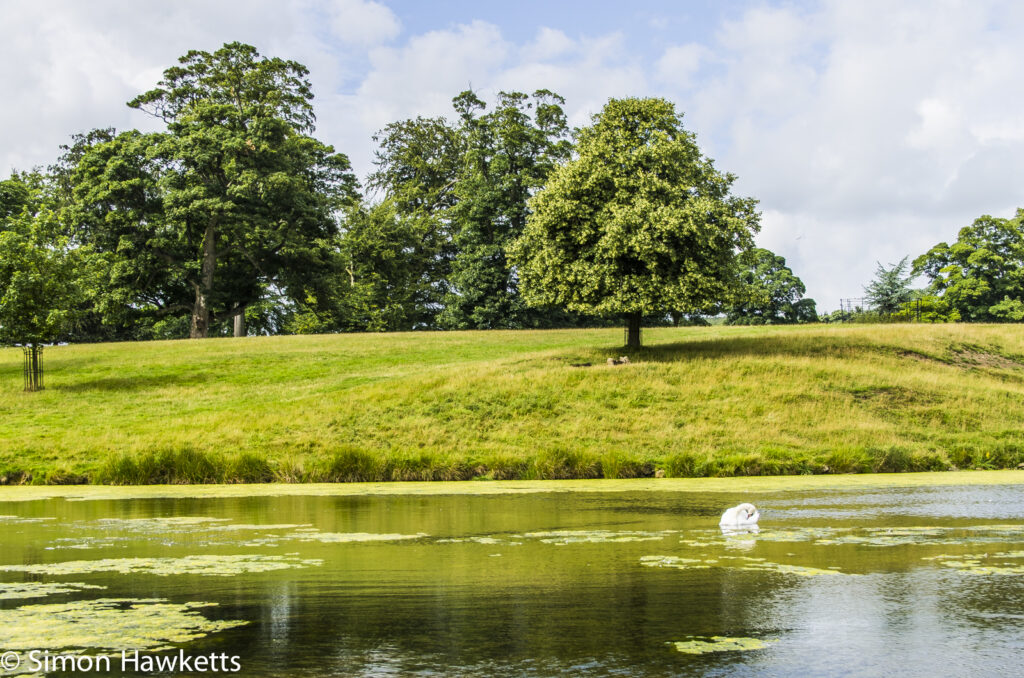 Raby Castle County Durham Pictures - A lone swan on the lake at Raby Castle