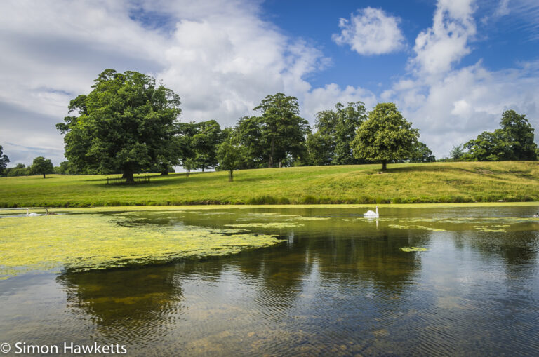 Raby Castle County Durham Pictures - A lone swan on the lake at Raby Castle