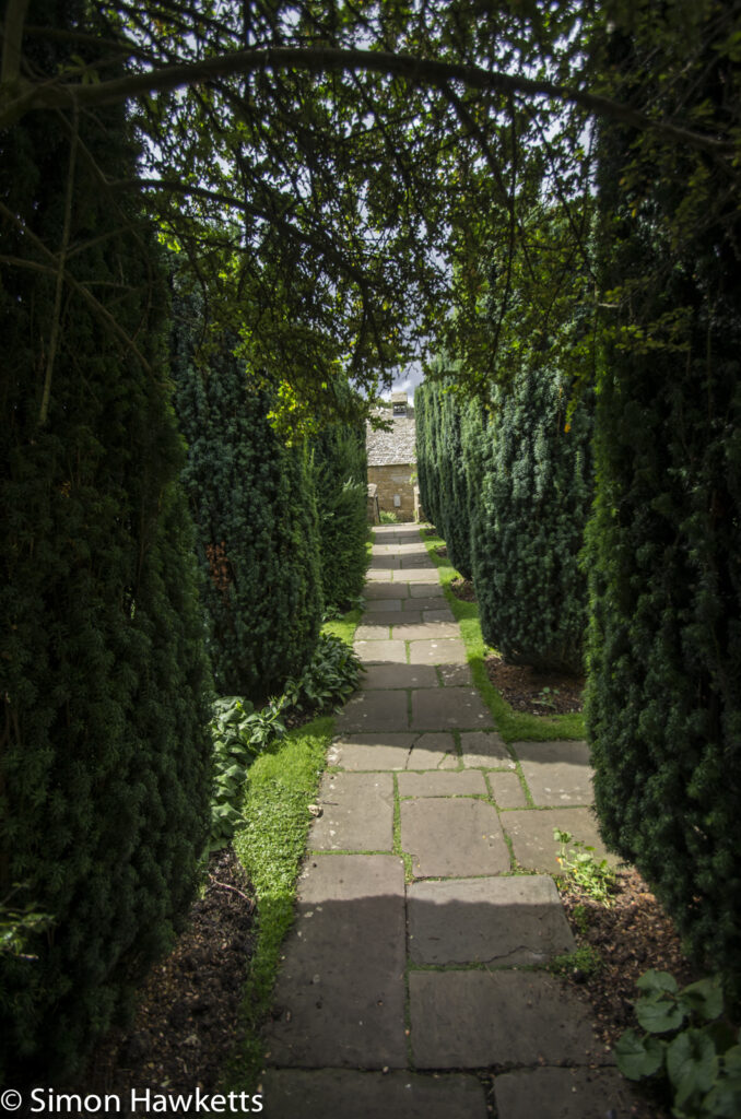 a pathway through fir trees at snowshill manor