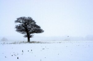 A Tree in winter