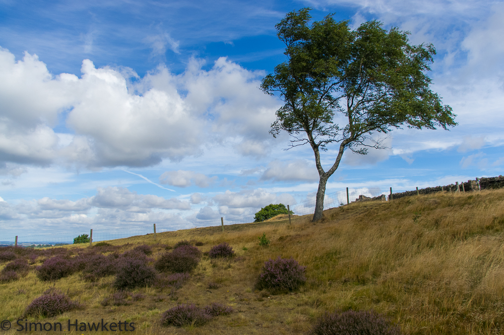 a tree on beacon hill in leicestershire with blue sky and clouds 2