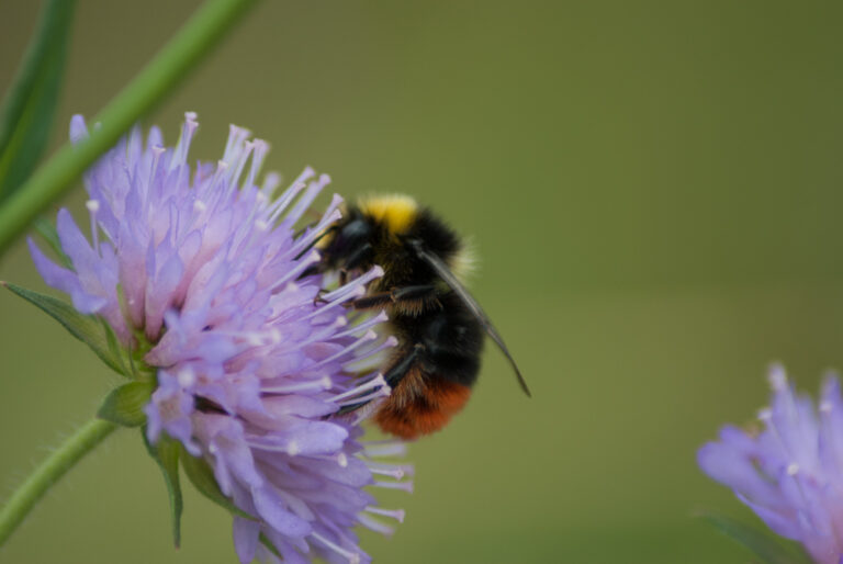 Bee on flower