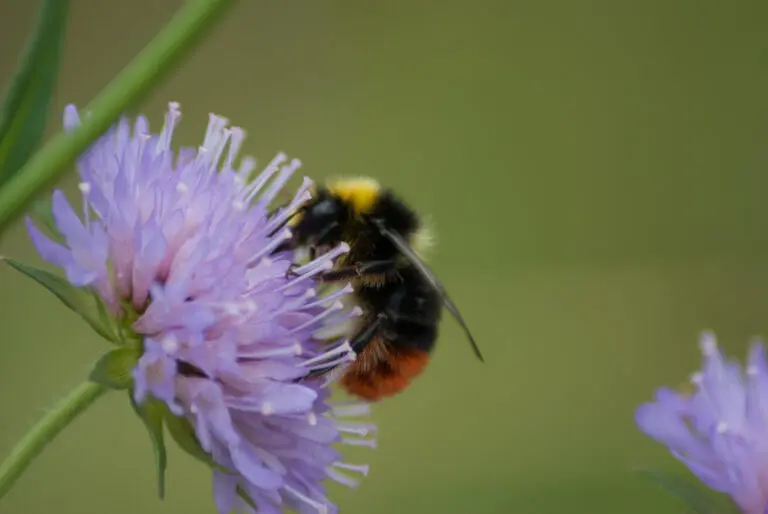 Bee on flower 8 Bee on flower