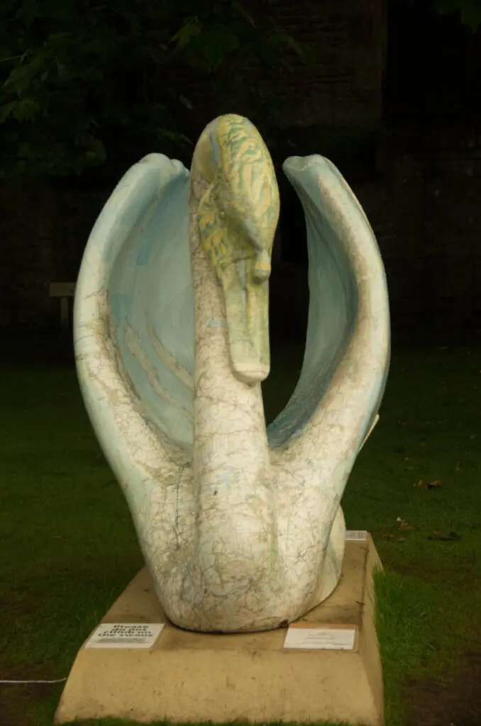 The swans of Wells 37 Cyril - No 12