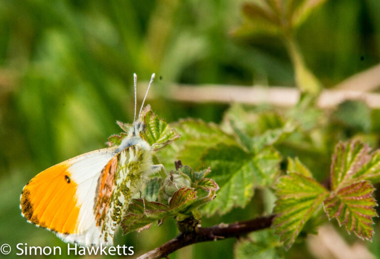 Orange tip butterfly