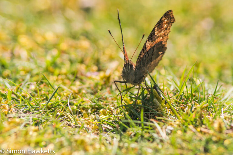 Favourite Picture – Grounded Butterfly