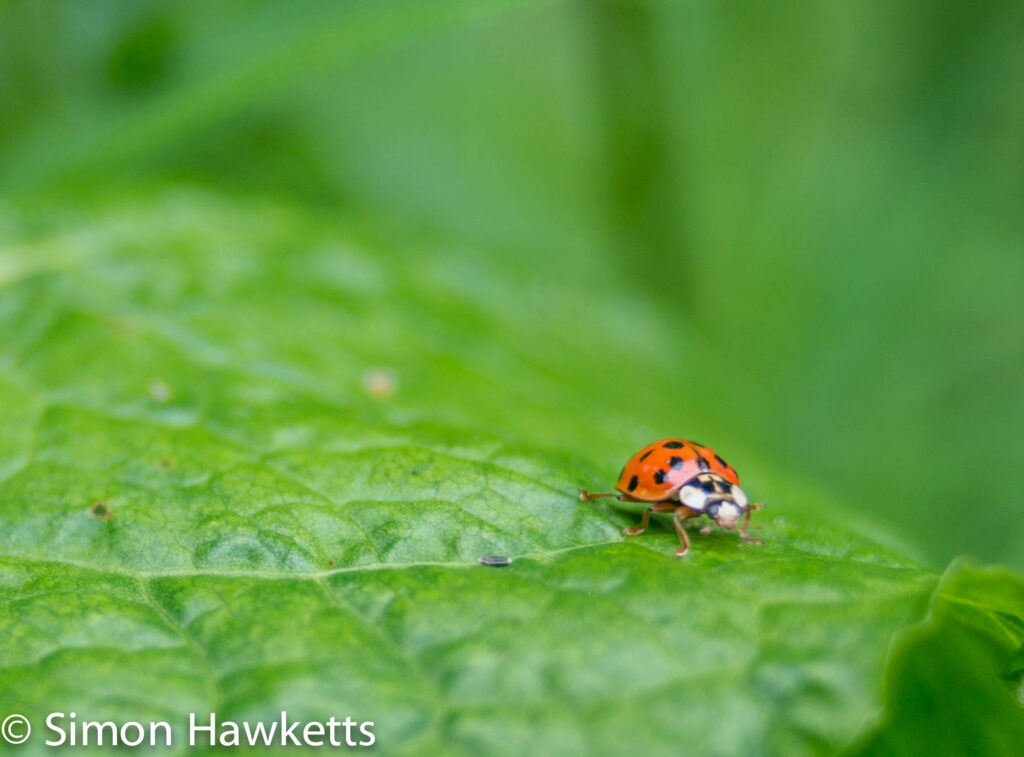 Macro pictures without a macro lens - Ladybird