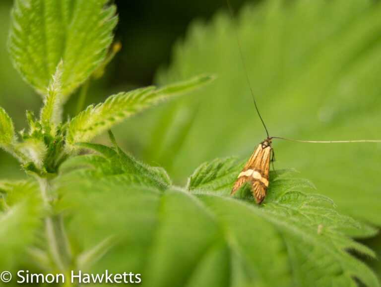 Macro pictures without a macro lens - Golden micro moth