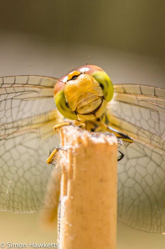 Macro picture of Dragonfly - Head on one side
