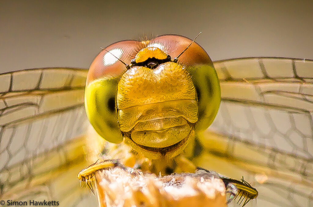 Macro picture of Dragonfly - Dragonfly face