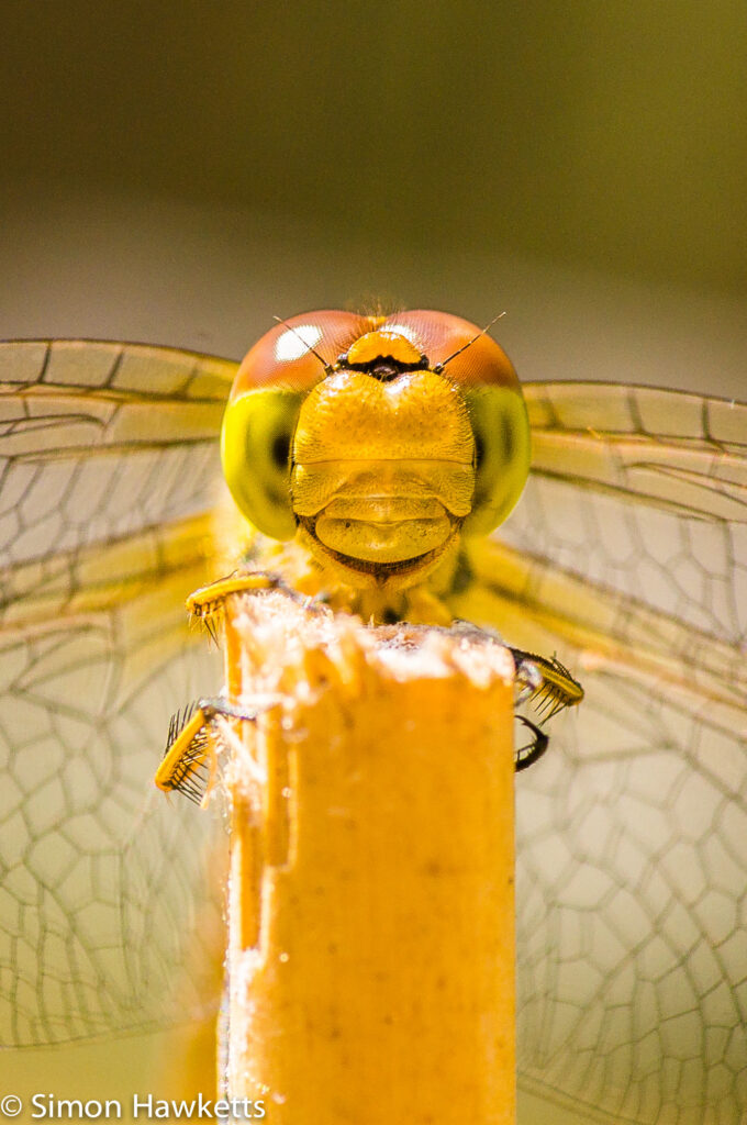 Macro picture of Dragonfly - Smile please