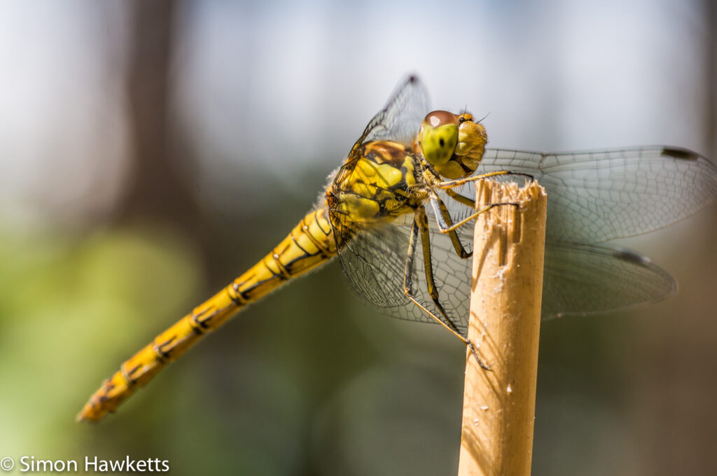 Macro picture of Dragonfly - Clinging on to a post