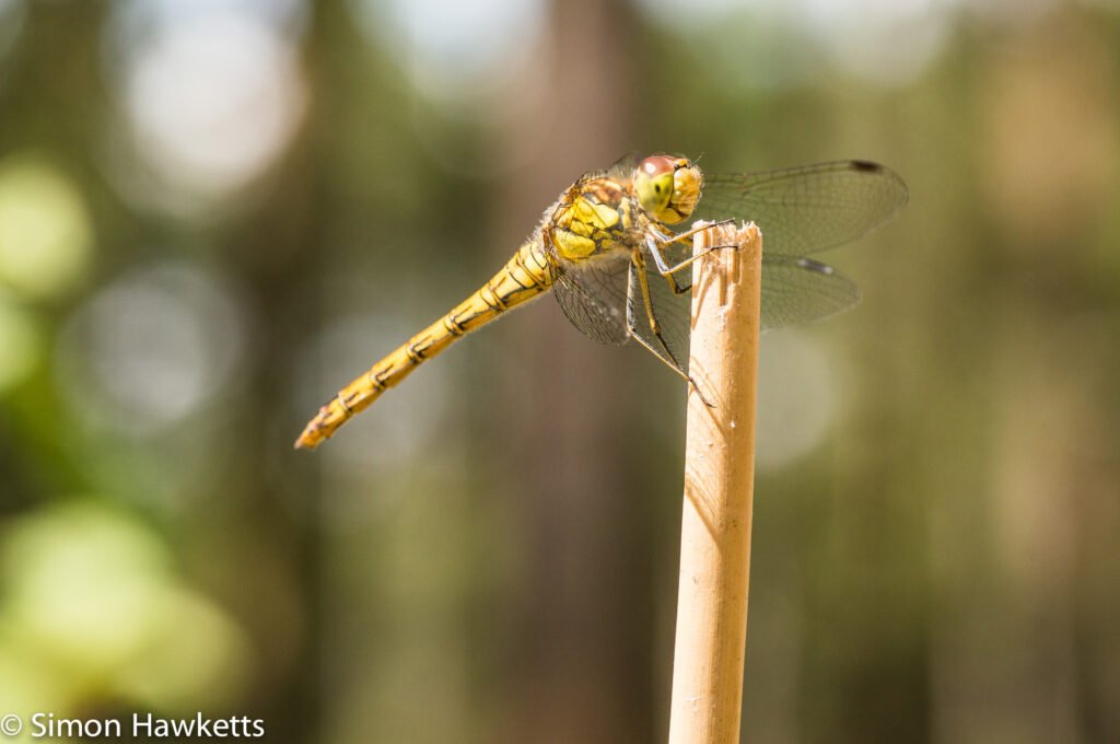 Macro picture of Dragonfly - Last picture
