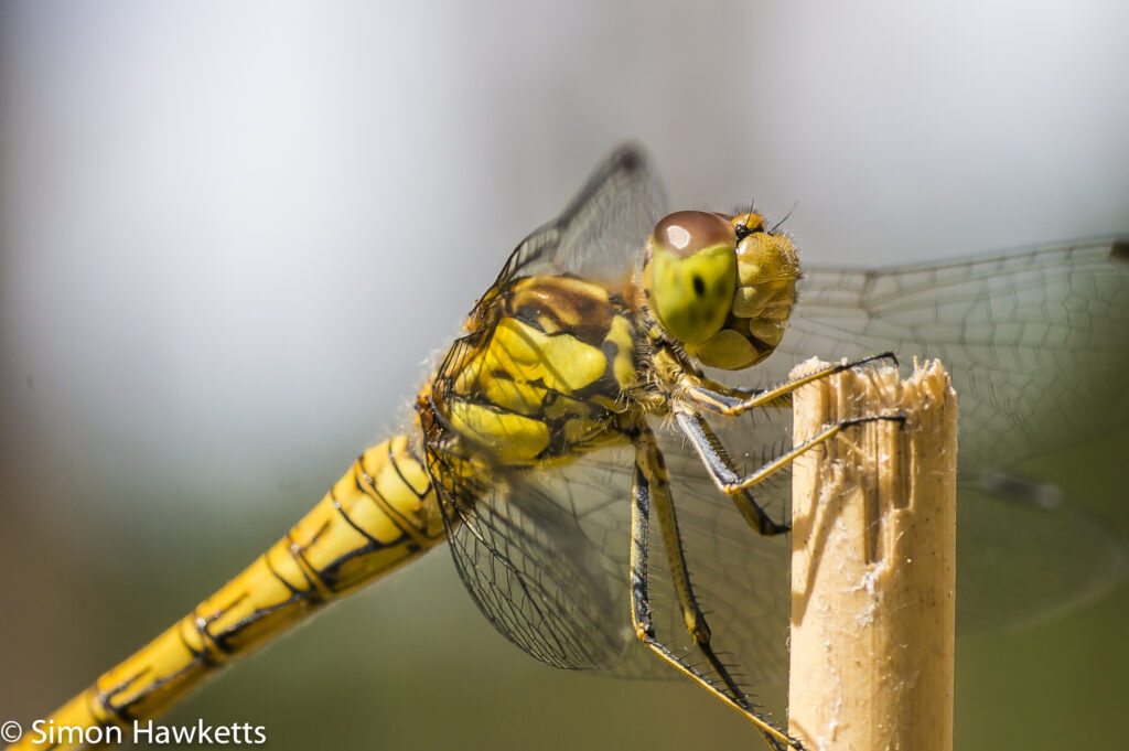 Macro picture of Dragonfly - Side shot