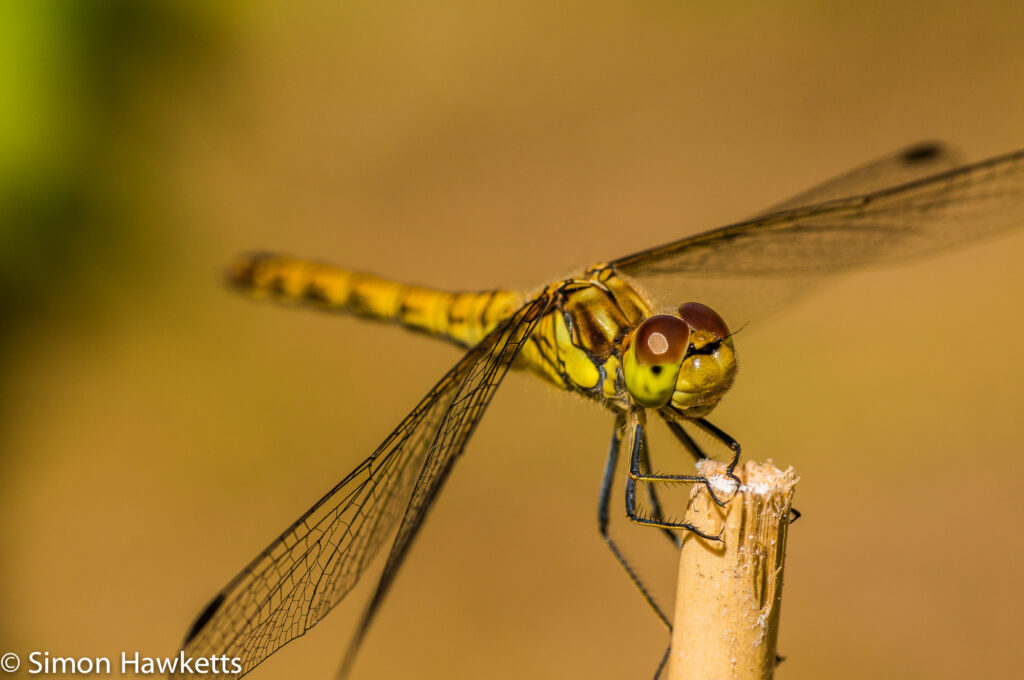 Macro picture of Dragonfly - Full body shot