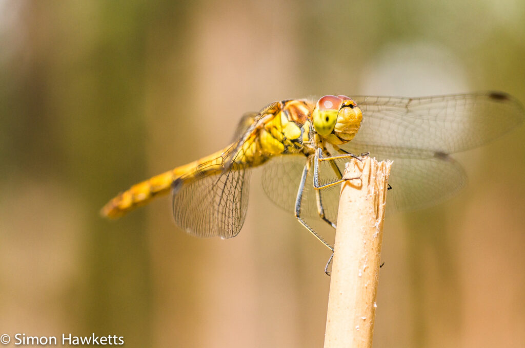 Macro picture of Dragonfly - Sun bathing