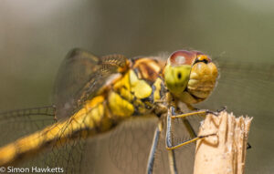 Macro picture of Dragonfly - Caught in profile